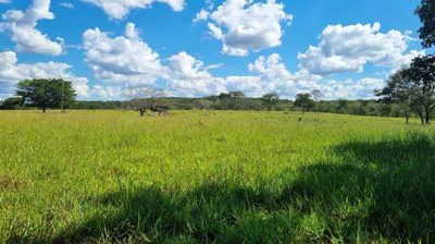 Fazenda, 813 hectares - Foto 1