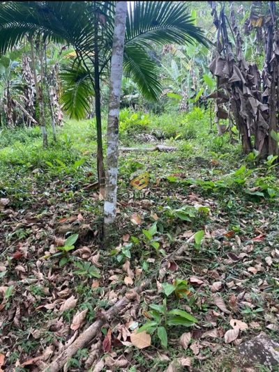 Terreno, 4000 m² - Foto 4