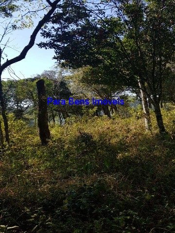 Terreno, 2 hectares - Foto 2