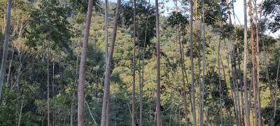 Fazenda, 18 hectares - Foto 3