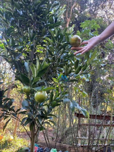 Chácara, 3 quartos, 5400 m² - Foto 4