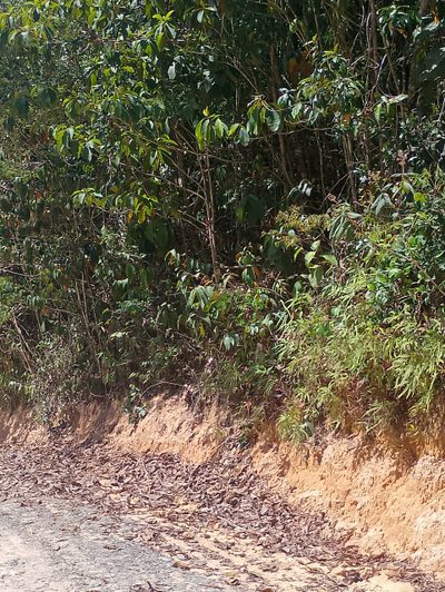 Terreno, 11 hectares - Foto 2