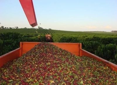 Fazenda, 530 hectares - Foto 5