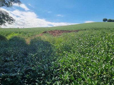 Fazenda, 145 hectares - Foto 3