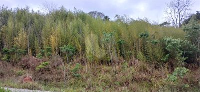 Terreno, 1000 m² - Foto 1