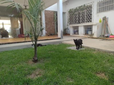 Casa, 4 quartos, 340 m² - Foto 2