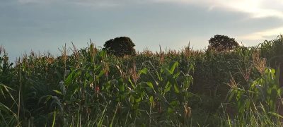 Chácara - Foto 3