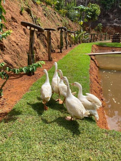 Chácara, 2 quartos, 10 hectares - Foto 3