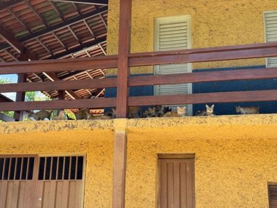 Chácara, 4 quartos - Foto 3