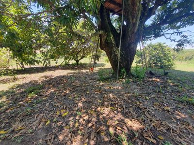 Fazenda, 40 hectares - Foto 3