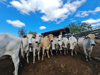 Loteamento e Condomínio, 126 hectares - Foto 1