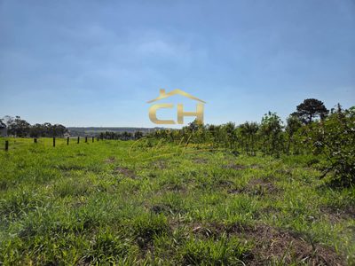 Sítio, 2 hectares - Foto 4