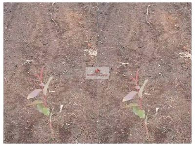 Fazenda, 2000 m² - Foto 1