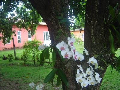Chácara - Foto 2