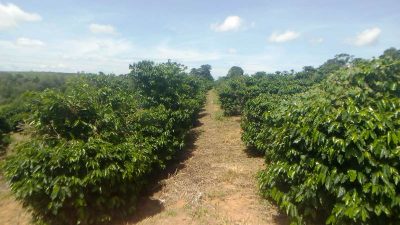 Chácara, 1 quarto, 2 hectares - Foto 1