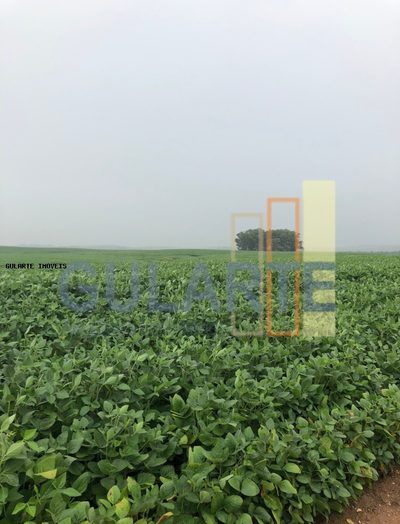 Fazenda, 930 hectares - Foto 3