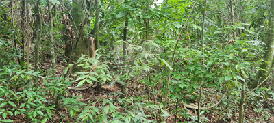 Terreno, 12 hectares - Foto 3