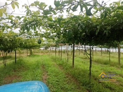 Sítio, 4 hectares - Foto 1