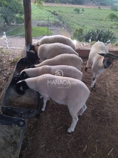 Sítio, 1 quarto, 1 hectares - Foto 3