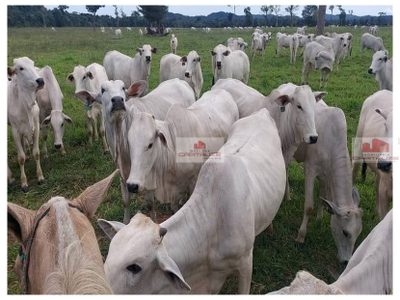 Fazenda, 2840 m² - Foto 2