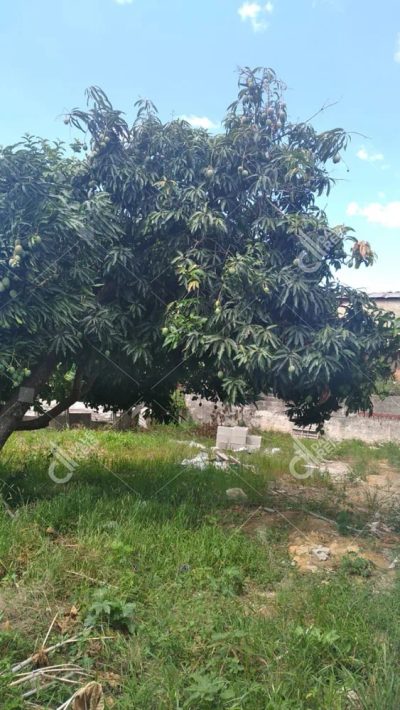 Terreno, 250 m² - Foto 5