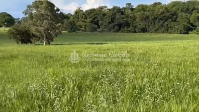 Fazenda, 826 hectares - Foto 5