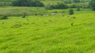 Chácara, 1 quarto, 174 hectares - Foto 3