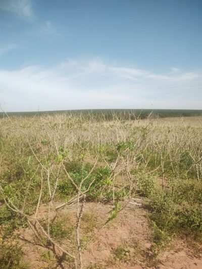 Fazenda, 300 m² - Foto 4