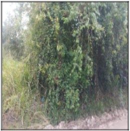 Terreno, 50 m² - Foto 1