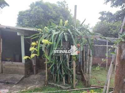 Chácara, 4 quartos, 1000 m² - Foto 3