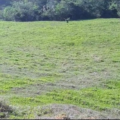 Terreno, 3 hectares - Foto 1