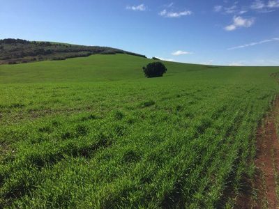 Fazenda, 2 hectares - Foto 4
