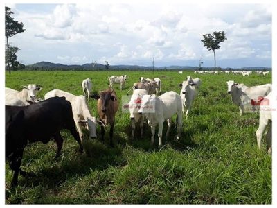 Fazenda, 2840 m² - Foto 1