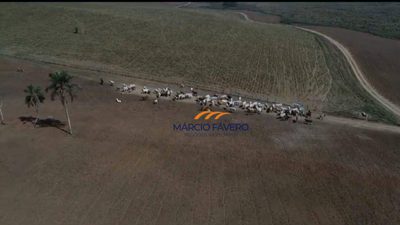 Fazenda, 257 hectares - Foto 3