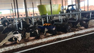 Fazenda, 532 hectares - Foto 4