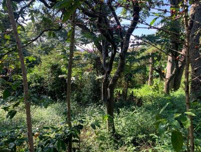 Terreno, 1250 m² - Foto 4