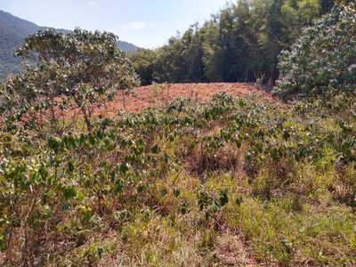Terreno, 3 hectares - Foto 4