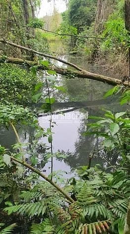 Sítio, 1 quarto, 2 hectares - Foto 3