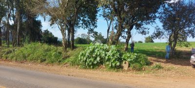 Terreno, 2 hectares - Foto 2