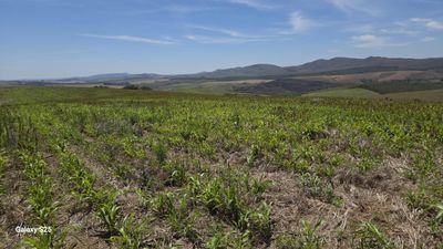 Fazenda, 650 hectares - Foto 2
