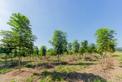 Terreno, 10 hectares - Foto 4
