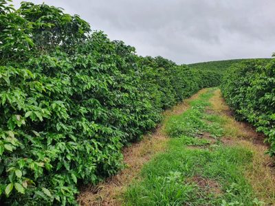 Sítio, 1 quarto, 24 hectares - Foto 1