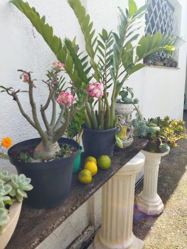 Chácara, 3 quartos, 1027 m² - Foto 5
