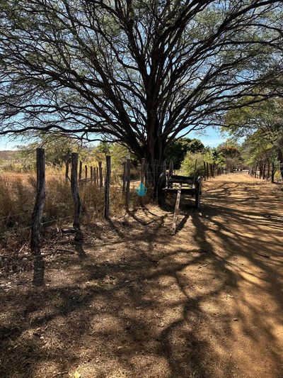 Fazenda, 63 hectares - Foto 3