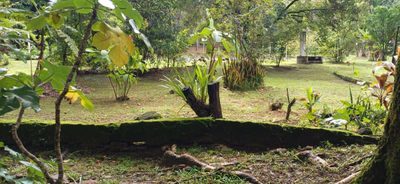 Fazenda, 2 hectares - Foto 4