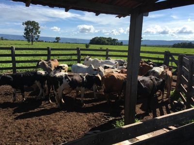 Fazenda, 4 quartos - Foto 3