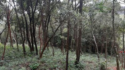 Terreno, 2023 m² - Foto 4