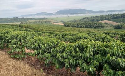 Fazenda, 99 hectares - Foto 3