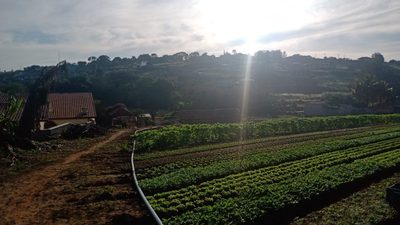 Terreno, 2 hectares - Foto 4