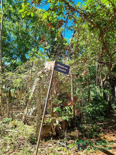 Terreno, 3 hectares - Foto 4